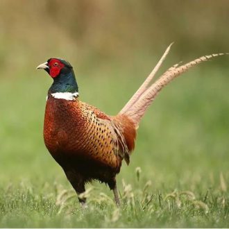   Apróvad fűmagkeverék - Vadgazdálkodási fűmagkeverék - 25kg 