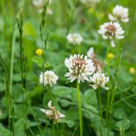 Fehérhere vetőmag Rhizobium bevonattal 1kg - AL