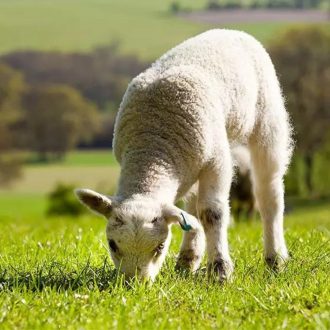   Largo General - Savanna kaszáló és legelő fűmagkeverék 25kg 