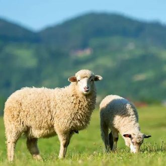   Largo Premium - Favorit legelő fűmagkeverék - Juhlegelő száraz területre - 25kg 