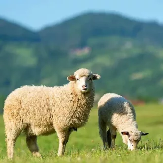   Largo Premium - Favorit legelő fűmagkeverék - Juhlegelő száraz területre - 25kg 