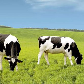   Largo Premium - Géniusz legelő fűmagkeverék - Szarvasmarha legelő száraz területre - 25kg 