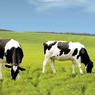   Largo Premium - Géniusz legelő fűmagkeverék - Szarvasmarha legelő száraz területre - 25kg 