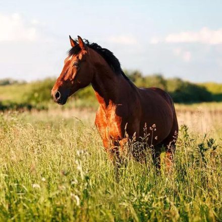 Largo Premium - Pegazus legelő fűmagkeverék - Lólegelő nedves területre - 25kg 