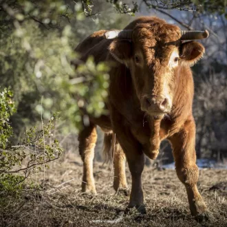   Largo Premium - Taurus legelő fűmagkeverék - Szarvasmarha legelő nedves területre - 25kg 