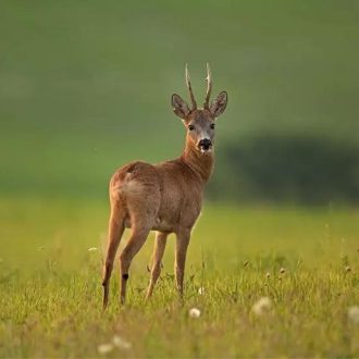   Nagyvad fűmagkeverék - Vadgazdálkodási fűmagkeverék - 25kg 