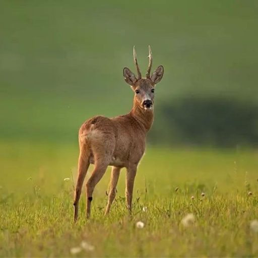 Nagyvad fűmagkeverék - Vadgazdálkodási fűmagkeverék - 25kg 