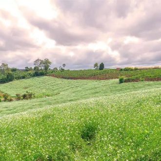   Largo Pillangós fűmagkeverék - Köztesnövény keverék - 25kg 