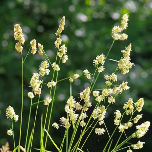 Csomós ebír - Lidacta, Loke - vetőmag 15kg