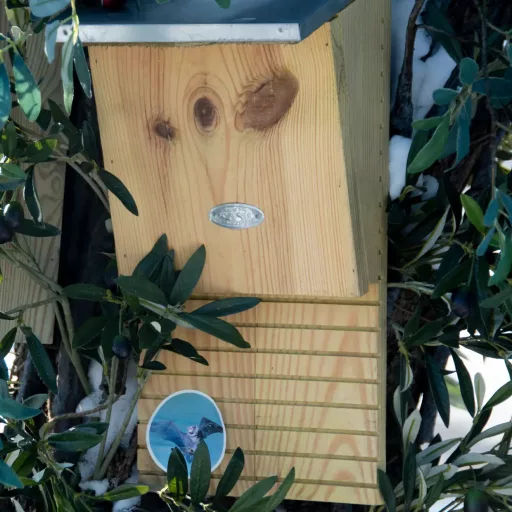 Denevér odú - S - egyszerű