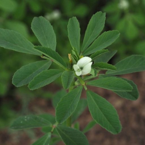 Görögszéna vetőmag 5kg