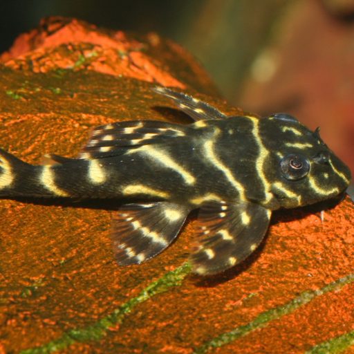 JBL ProNovo Pleco Wafer XL 1l - akváriumi haltáp