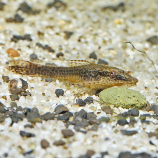 JBL ProNovo Pleco Wafer M 1l - akváriumi haltáp