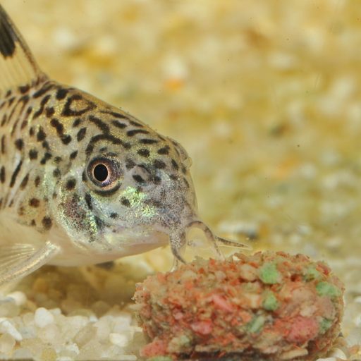 JBL ProNovo Tab M 100ml - akváriumi haltáp