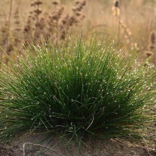 Juh csenkesz - Bornito vetőmag 20kg