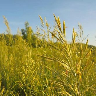 Nádképű csenkesz - Troubadix, Manitou vetőmag 20kg