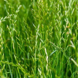 Olaszperje - Estanzuela vetőmag 25kg