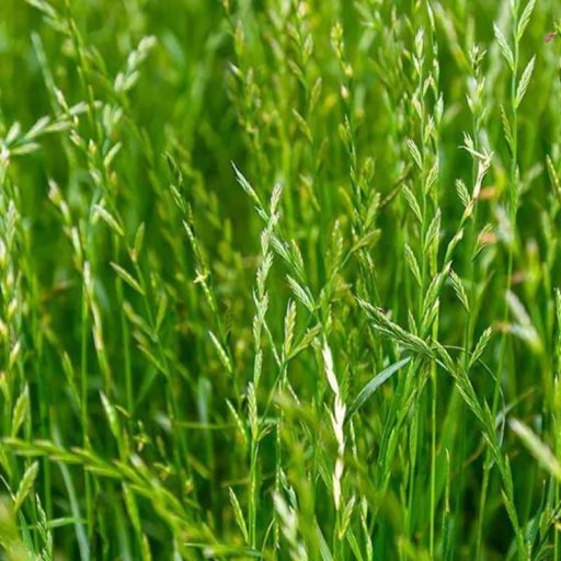 Olaszperje - Estanzuela vetőmag 25kg