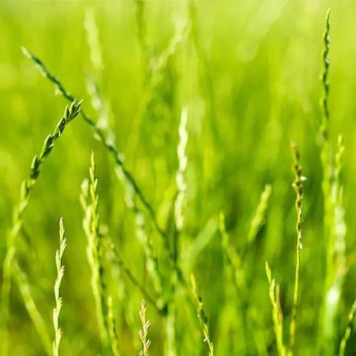 Olaszperje - Don Gianni vetőmag 25kg