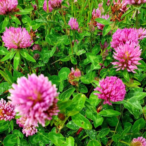 Vöröshere vetőmag 1kg - RK