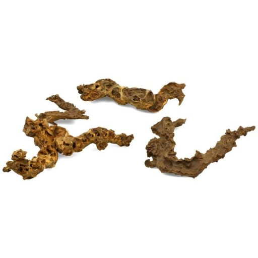 Szavanna fagyökér XXL+