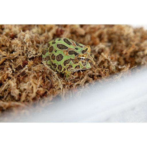 Happet Sphagnum moha terráriumba - 150 g