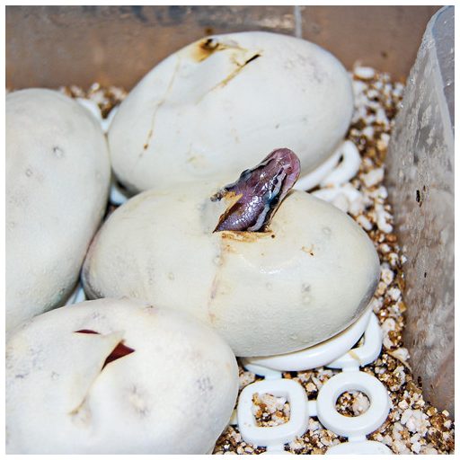 Hobby Easy Breeder digitális hüllőtojás keltető - 48x50x24cm