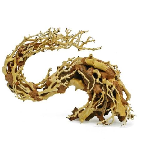 Dragon-Bonsai fagyökér M - aquascaping