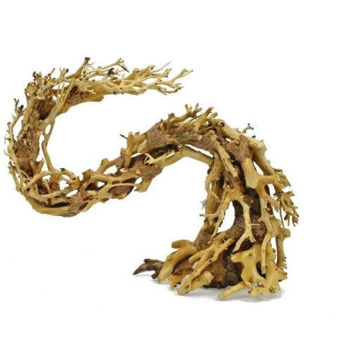 Dragon-Bonsai fagyökér M - aquascaping