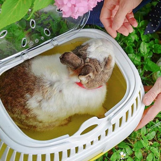 Ferplast Aladino Large - kisállat hordozó box - nagy