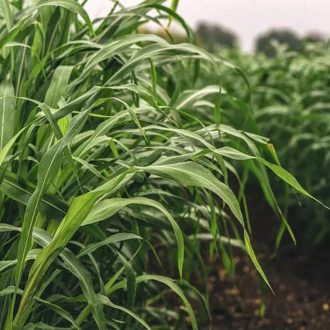 Szudánifű vetőmag - Mataco - 25kg 