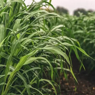 Szudánifű vetőmag - Mataco - 25kg 
