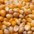 Takarmány kukorica 10kg - Madáreleség