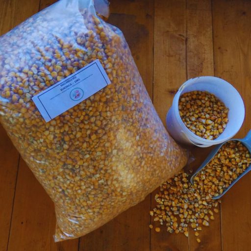 Takarmány kukorica 10kg - Madáreleség