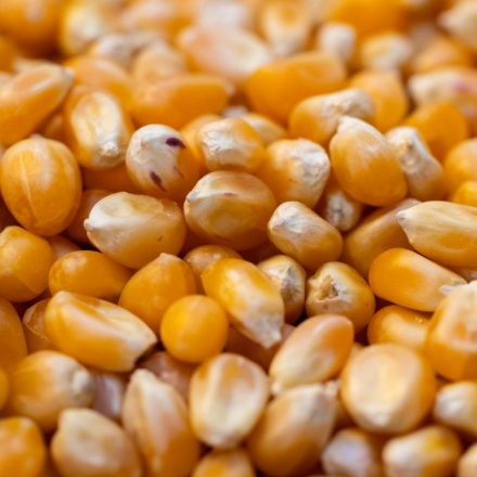 Takarmány kukorica 25kg - Madáreleség