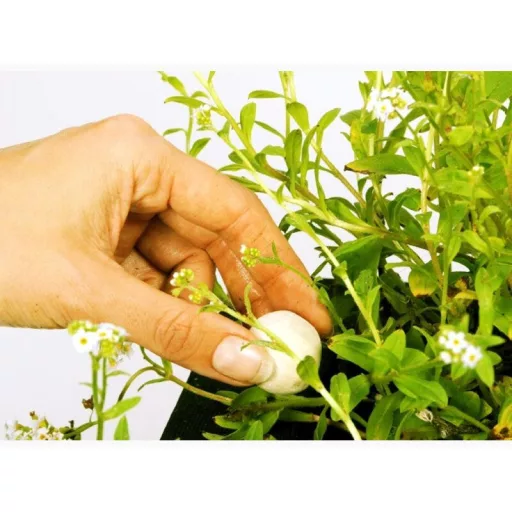 Velda tápgolyó vízinövényekhez - Growth Balls 185g