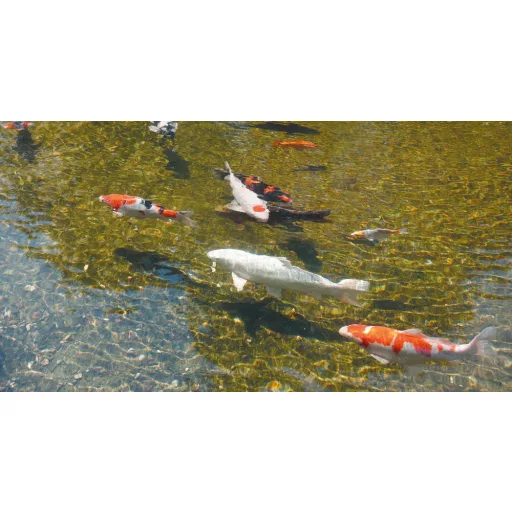 UBBINK AlgClear 2500 UVC 5W - 2,5m3