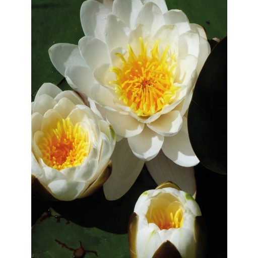 Ubbink Tóföld tavirózsákhoz 10L