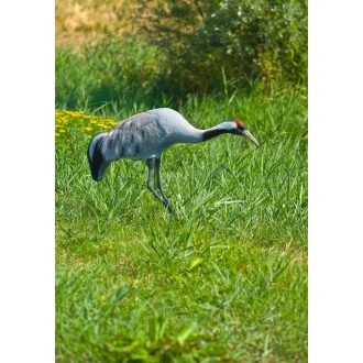 Ubbink Kanadai daru - 121cm élethű állatfigura