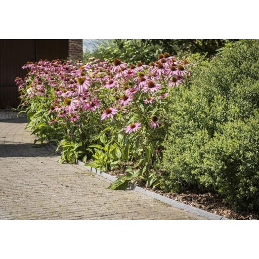 Tó és ágyásszegély 19cm x 0,7cm / 25m