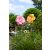 Luxform napelemes LED-es Szellőrózsa virág kerti dísz - rózsaszín