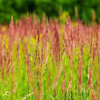 Vörös csenkesz - Dipper, Relevant vetőmag 15kg