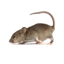Patkány - egér - futóegér eleség és felszerelés