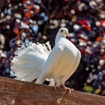 Díszgalambok és gerlék