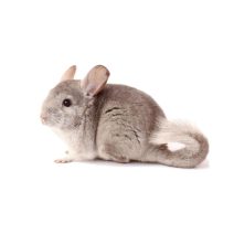 Csincsilla eleség és felszerelés