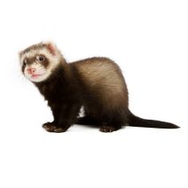 Görény eleségek és felszerelések