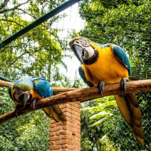 Óriáspapagájok