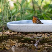 Madáritatók és madárfürdők