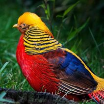 Fácánok és fürjek