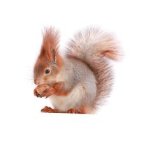 Mókus eleség és felszerelés